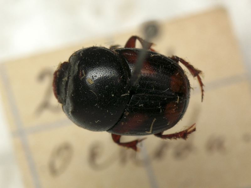 Caccobius schreberi (Linnaeus, 1767)